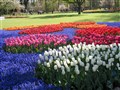 Keukenhof 165.jpg
