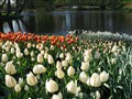holland 009.jpg
