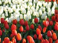 holland 013.jpg