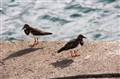 IMG_0006.JPG