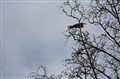 IMG_1644.jpg