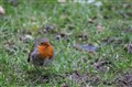 IMG_6681n.jpg